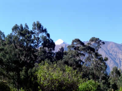 NEVADO CHAMPARA 01