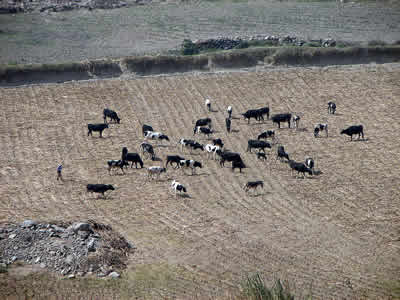EL RIO PISCO 01