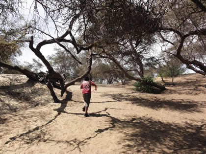BOSQUE DE ALGARROBOS 01