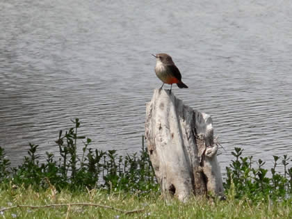 LAGUNA EL GALLINAZO 14