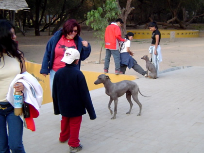 PERRO PERUANO 04