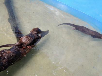 CREA - NUTRIA DE RIO 07
