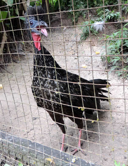 PILPINTUWASI ANIMALES 11