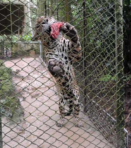 PILPINTUWASI ANIMALES 15