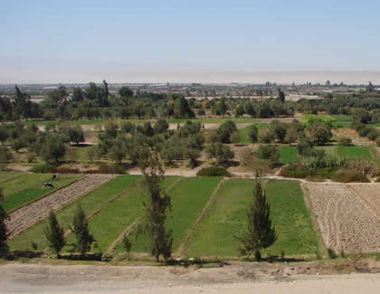 CAMPINA TACNEÑA 01