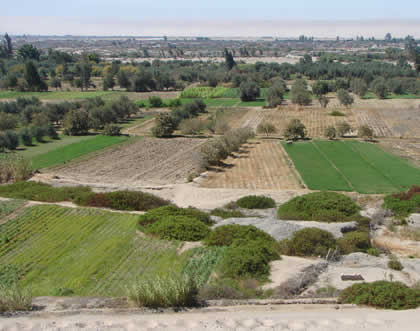 CAMPINA TACNEÑA 02